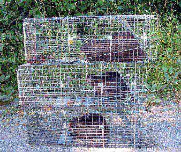 kung paano palaguin ang nutria sa bahay