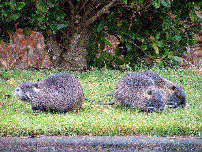 kung paano palaguin ang nutria sa bahay