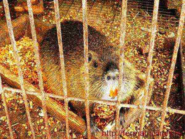 kung paano palaguin ang nutria sa bahay