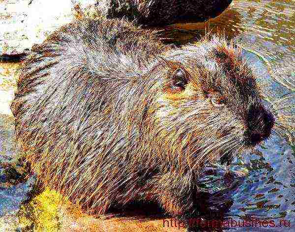 kung paano palaguin ang nutria sa bahay