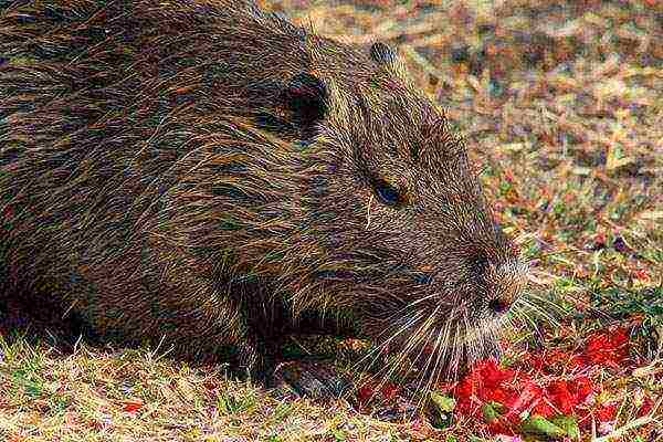 kung paano palaguin ang nutria sa bahay