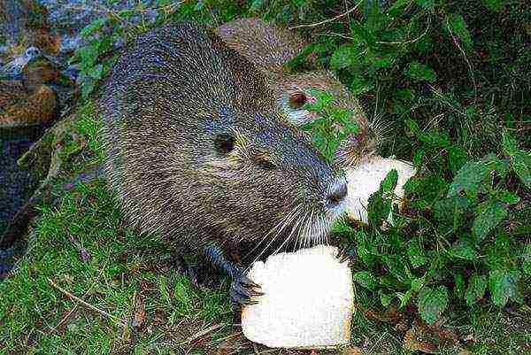 how to grow nutria at home