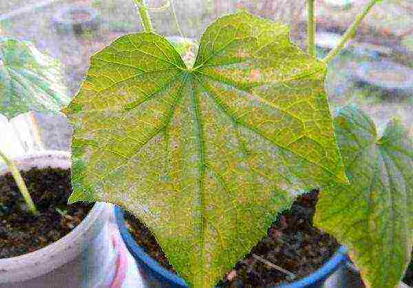 how to grow cucumbers on a windowsill in an apartment in winter