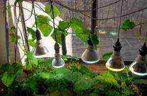 how to grow cucumbers on a windowsill in an apartment in winter