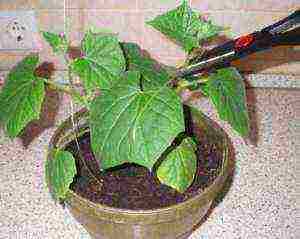 how to grow cucumbers on a windowsill in an apartment in winter