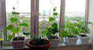 how to grow cucumbers on a windowsill in an apartment in winter