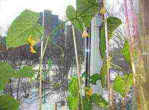 kung paano palaguin ang mga pipino sa isang windowsill sa isang apartment sa taglamig