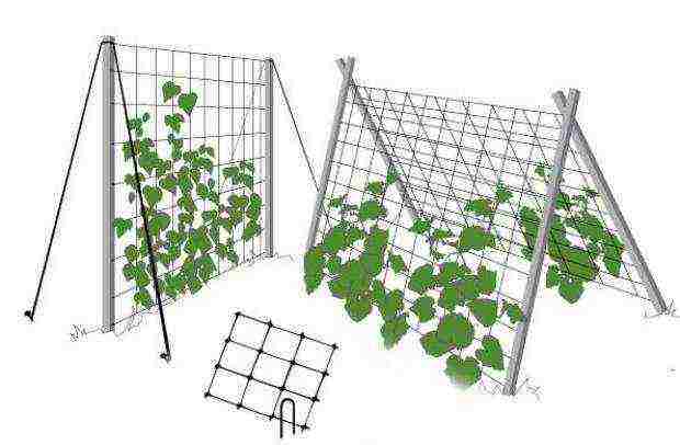 how to grow cucumbers outdoors on trellises