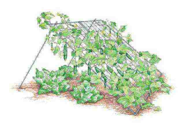 how to grow cucumbers outdoors on trellises