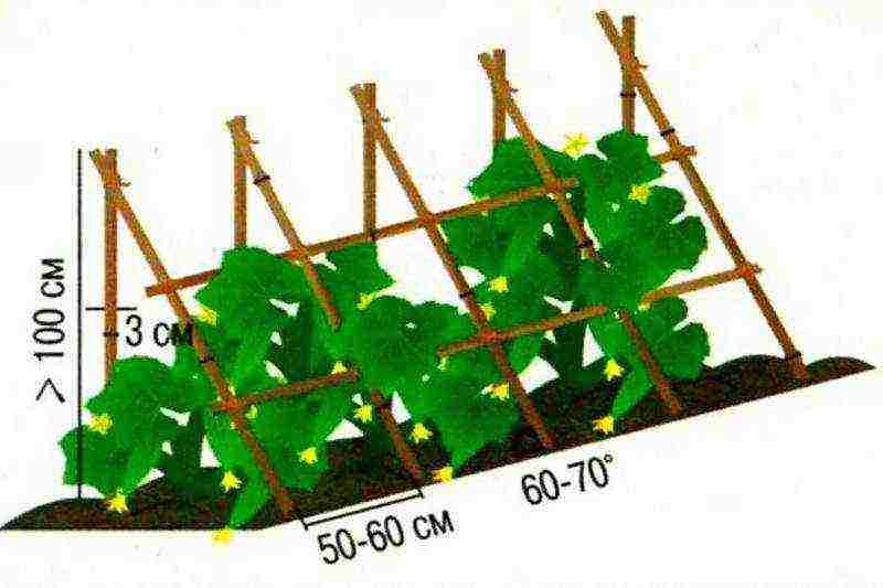 kung paano palaguin ang mga pipino sa labas ng mga trellises