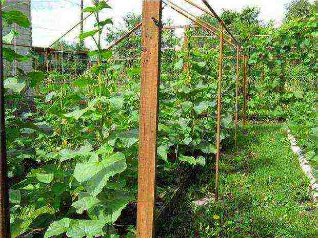 kung paano palaguin ang mga pipino sa labas ng mga trellises