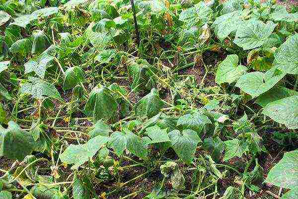 how to grow cucumbers outdoors without tying