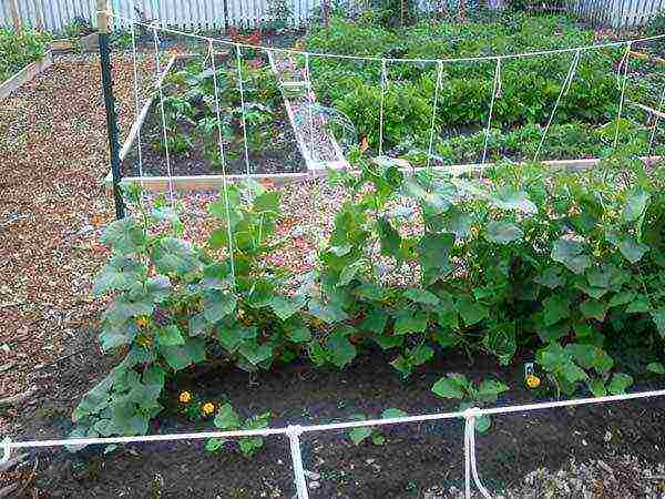 how to grow cucumbers outdoors without tying