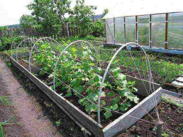 how to grow cucumbers outdoors without tying