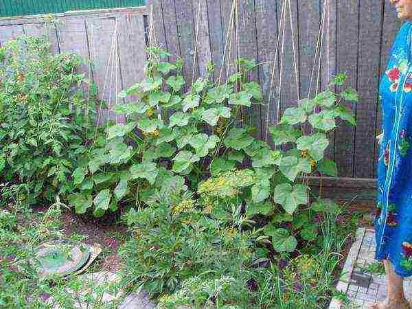 how to grow cucumbers outdoors without tying