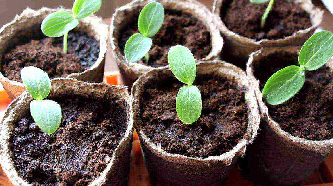 how to grow cucumbers in greenhouses with a good harvest