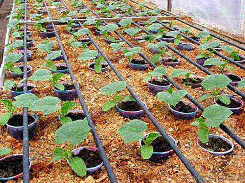 how to grow cucumbers in greenhouses with a good harvest