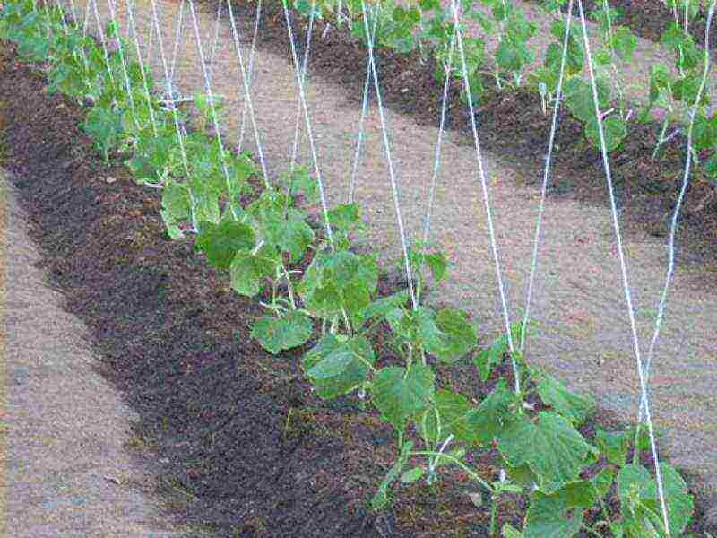 how to grow cucumbers in greenhouses with a good harvest