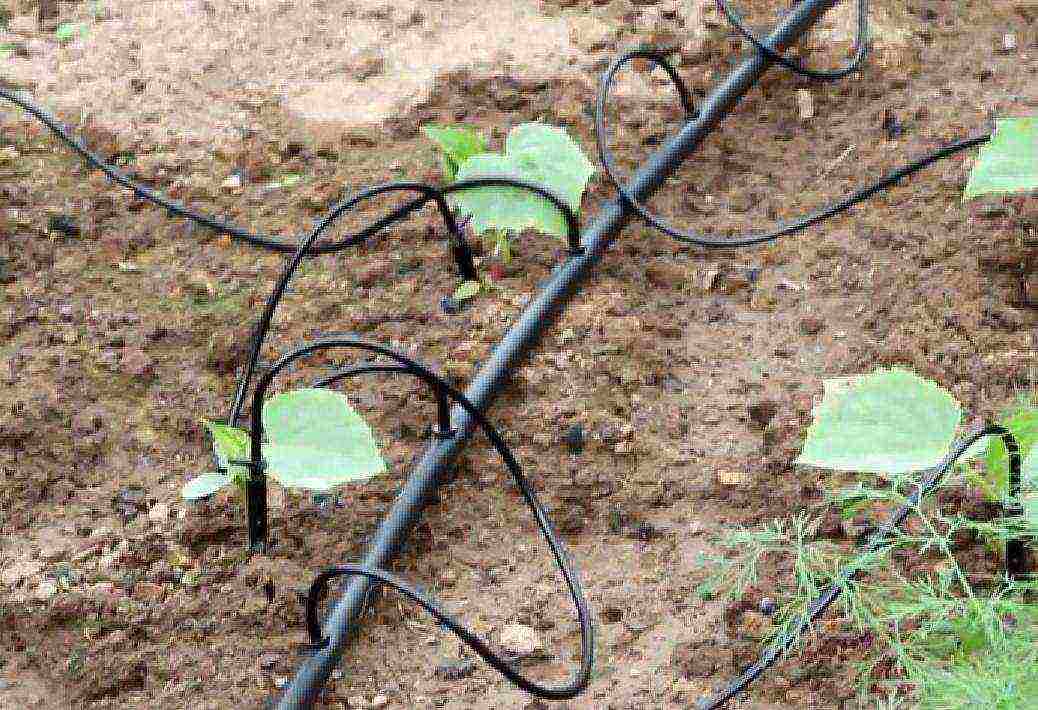 kung paano mapalago ang mga pipino sa mga greenhouse na may mahusay na ani