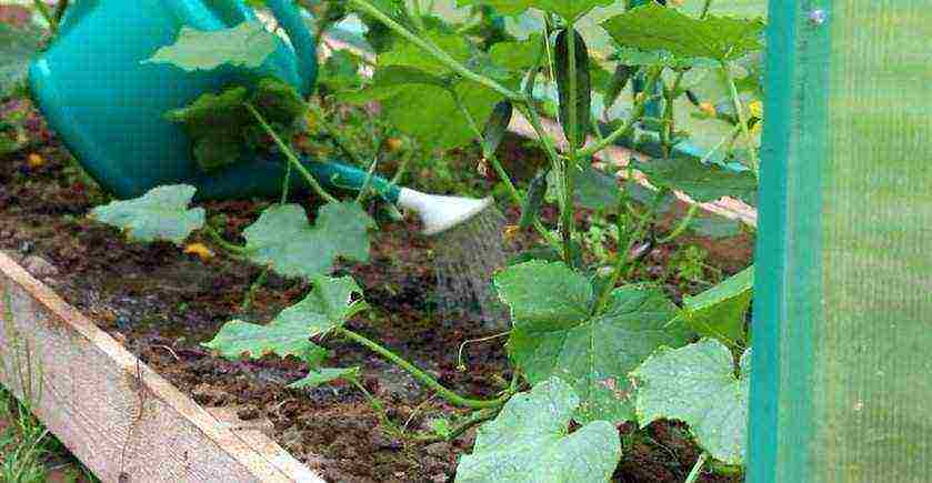 how to grow cucumbers in greenhouses with a good harvest