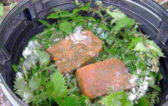 how to grow cucumbers in greenhouses with a good harvest