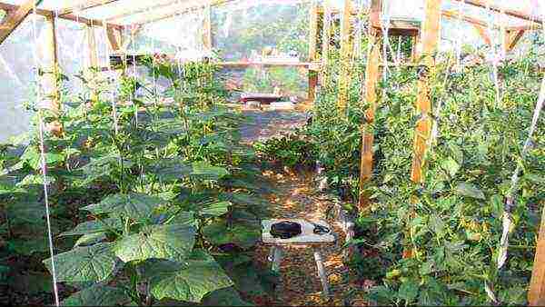 kung paano palaguin ang mga pipino sa isang greenhouse na may mga kamatis