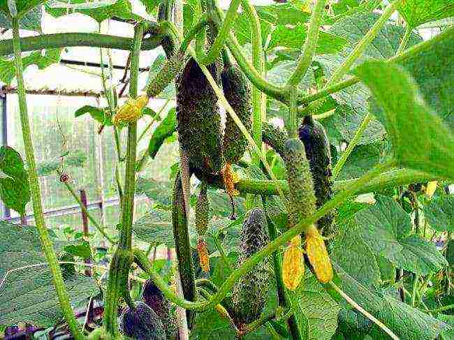 kung paano palaguin ang mga pipino sa isang greenhouse na may mga kamatis