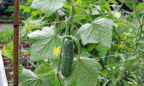 kung paano palaguin ang mga pipino nang patayo sa bukas na bukid