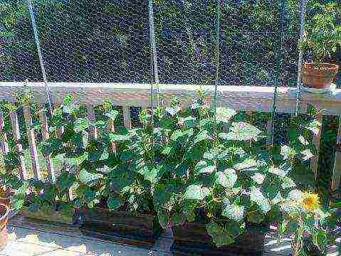 how to grow cucumbers vertically in the open field