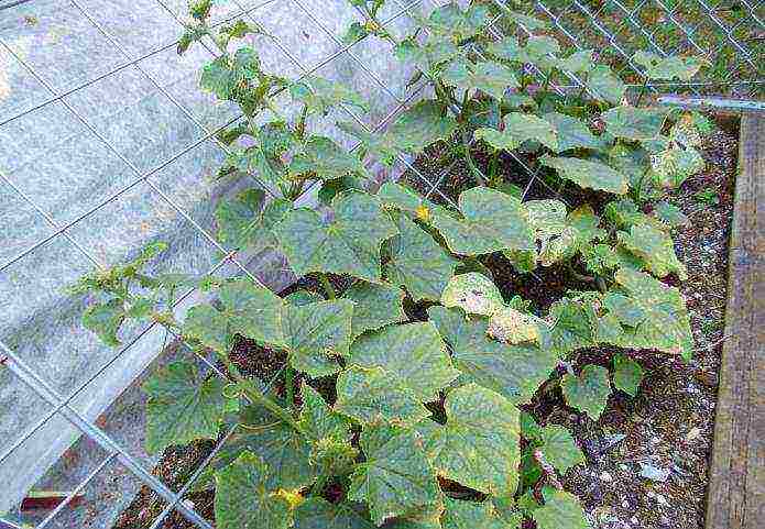 how to grow cucumbers vertically in the open field