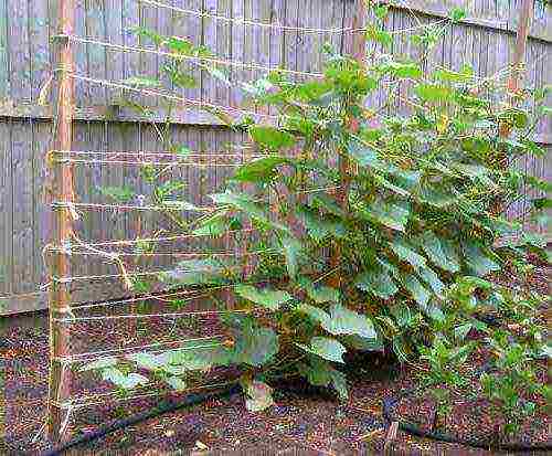 how to grow cucumbers vertically in the open field
