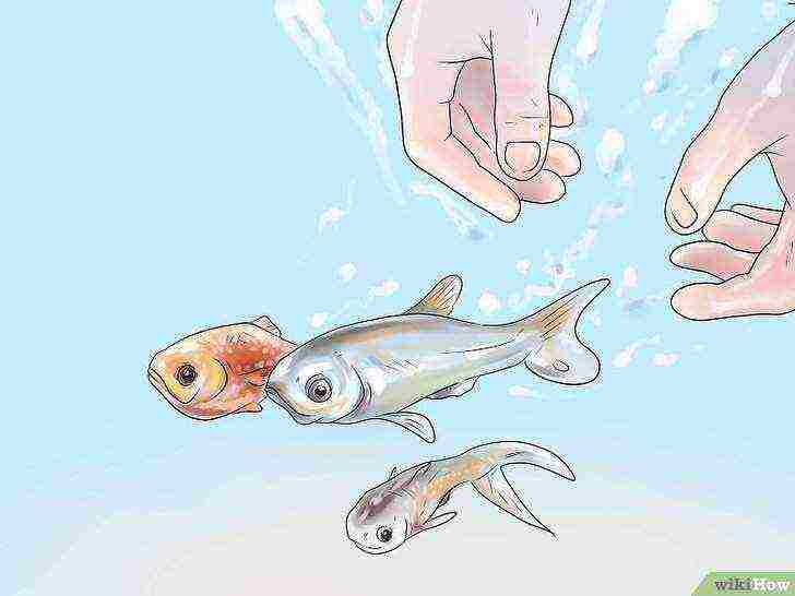 how to grow perch at home