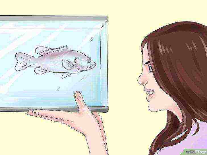 how to grow perch at home