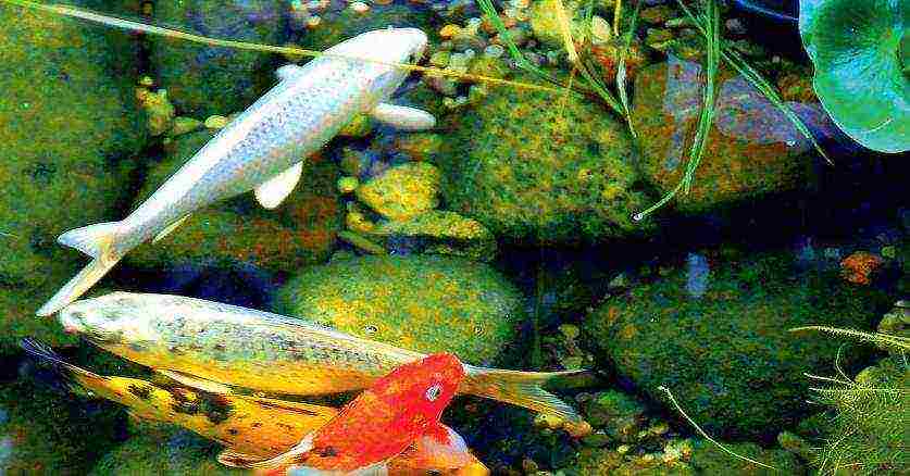 how to grow perch at home