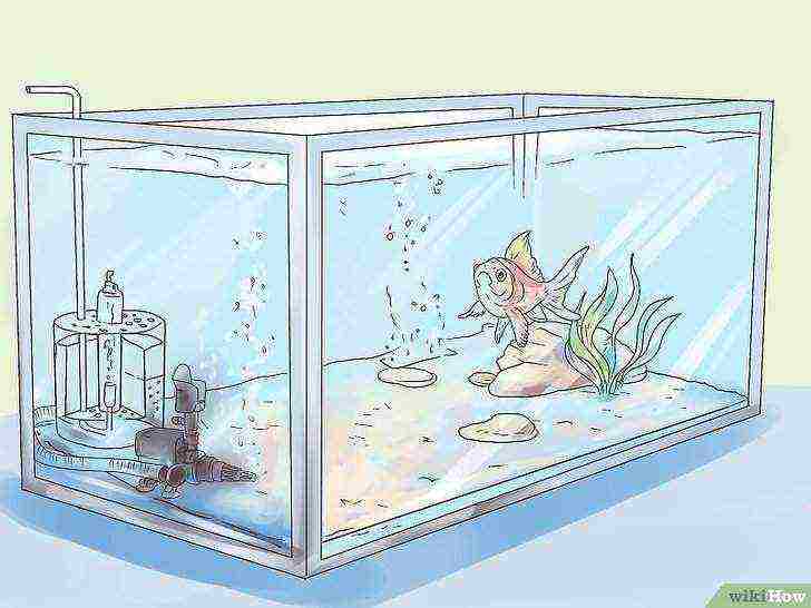 how to grow perch at home