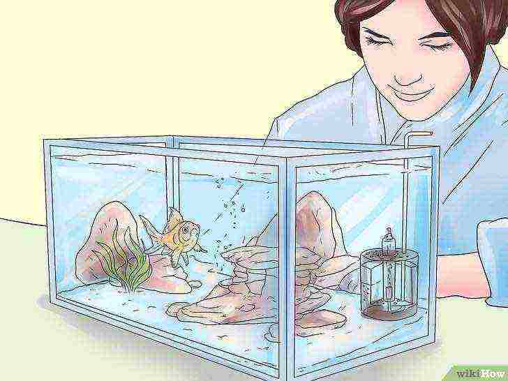 how to grow perch at home