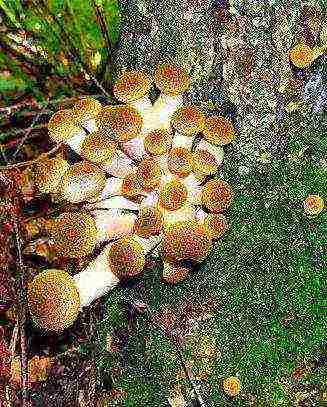 kung paano palaguin ang mga agaric ng honey sa bahay