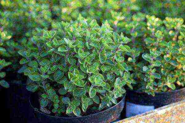 how to grow oregano at home