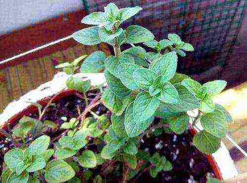 how to grow oregano at home