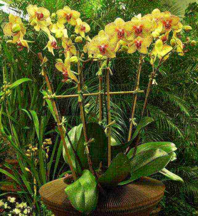 how to grow orchids at home phalaenopsis
