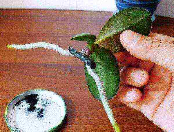วิธีการปลูกกล้วยไม้ที่บ้าน phalaenopsis