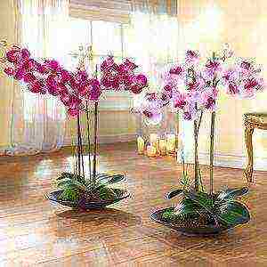 how to grow orchids at home in water