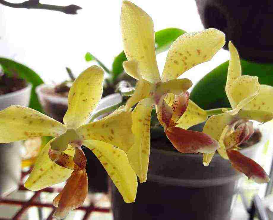 how to grow orchids at home in water