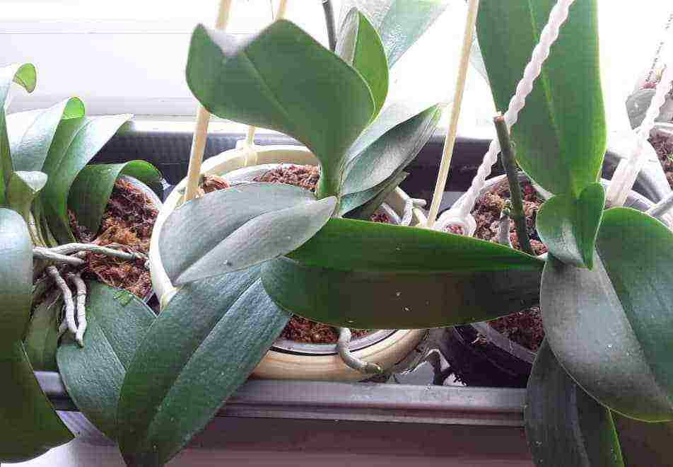 how to grow orchids at home in water