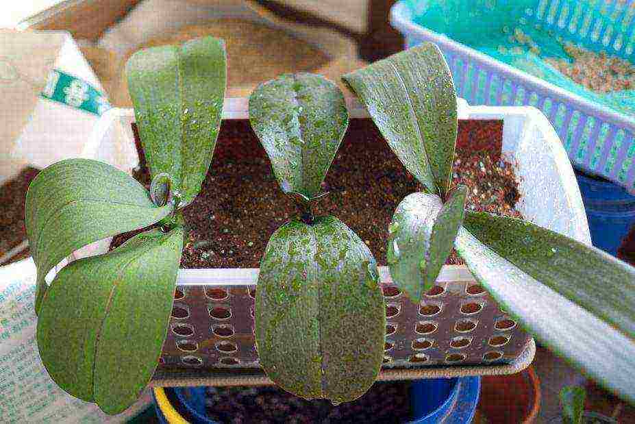 how to grow orchids at home in water
