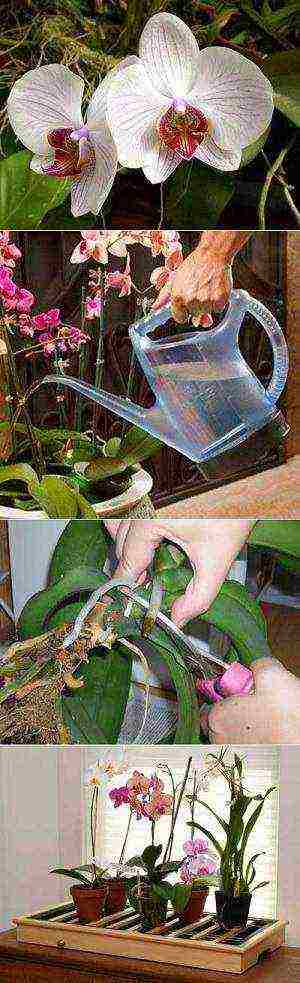 how to grow orchids at home in water