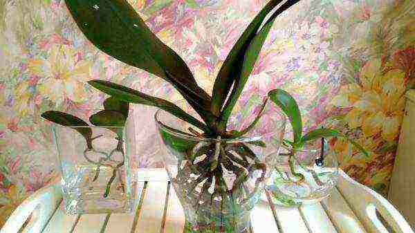 how to grow orchids at home in water