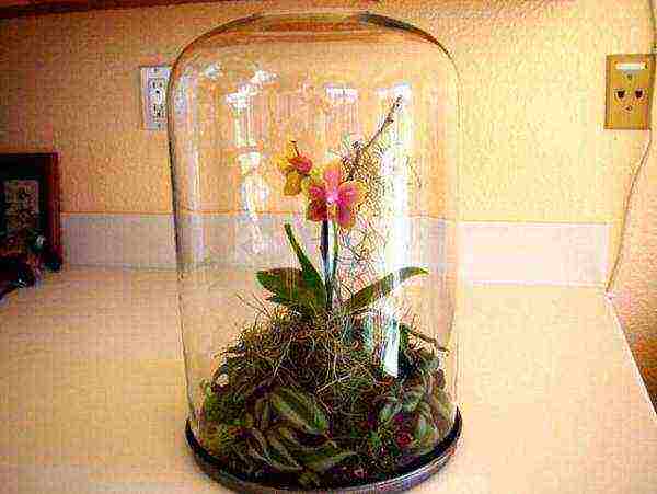 how to grow orchids at home in water