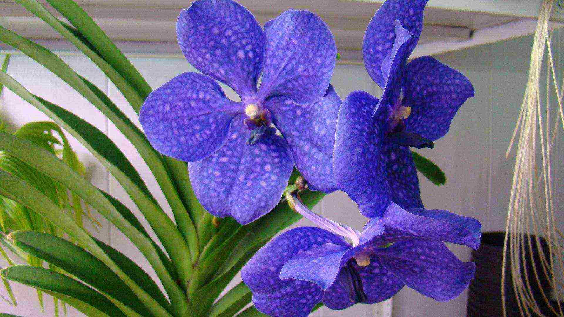 how to grow a wanda orchid at home