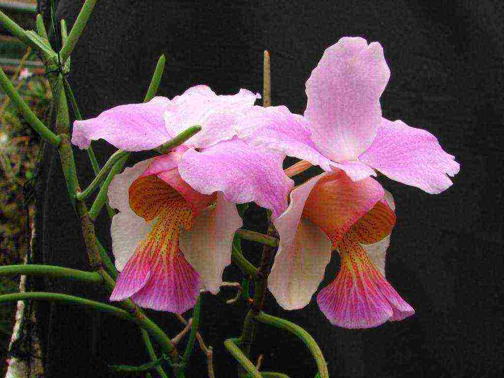 how to grow a wanda orchid at home